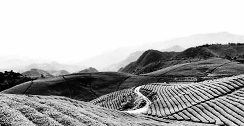 茶山，.jpg