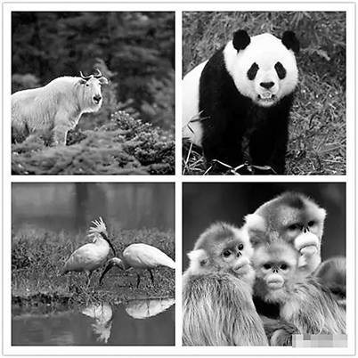 朱鹮、大熊猫、金丝猴和羚牛,汉中四宝驰誉世界。.jpg