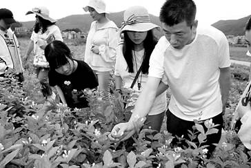 福建绿茗茶业公司董事长陈陈贻琪(右一)与福州茉莉花茶文化之旅察看花田。.jpg